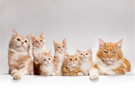 Cat Family Wallpapers - Wallpaper Cave