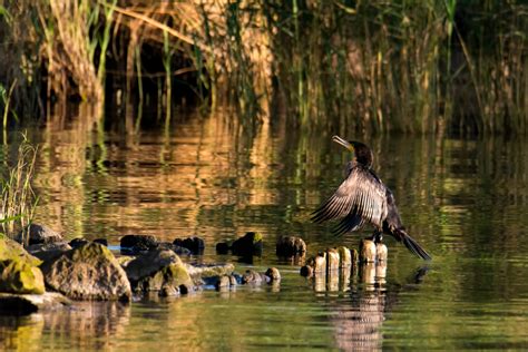 Cormorant - Artur Rydzewski nature photography