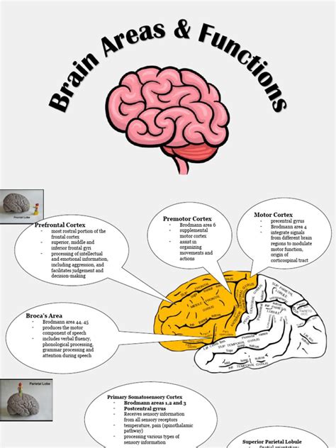 Brain Lobes & Functions | PDF | Cerebellum | Parietal Lobe