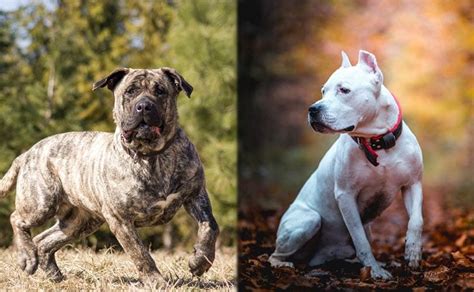 Presa Canario vs Pitbull: What Are The Differences? (With Pictures ...