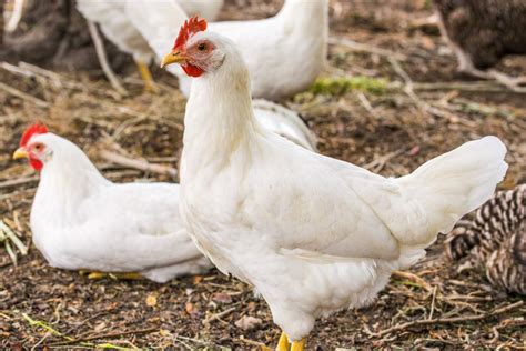 A Guide to White Leghorn Chickens: A Bird That Deserves a Spot in Your ...