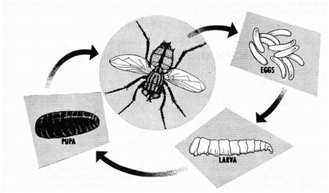 House Fly Life Cycle Time