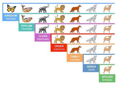 Classification system - Habitats and Interactions - LibGuides at Mater ...