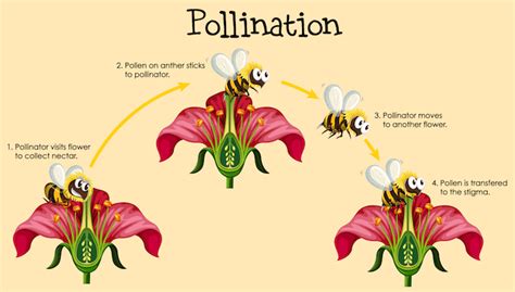 Plant Reproduction Diagram