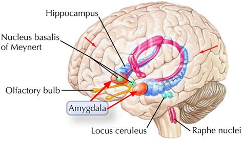 Amygdala function, location & what happens when amygdala is damaged