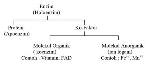 Pengertian Enzim dan Fungsinya - Ayok Sinau