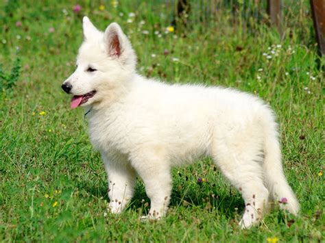 White Swiss Shepherd Dog Puppies For Sale | Euro Puppy