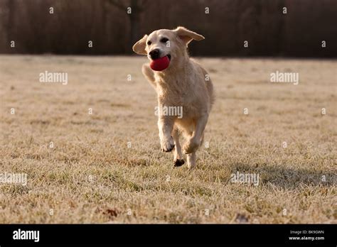 playing Golden Retriever Stock Photo - Alamy