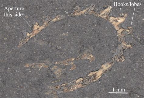 Graptolite morphology for sedimentologists - Geological Digressions