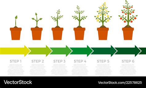 Exploring the Different Stages of Autograph Plant Growth - A ...