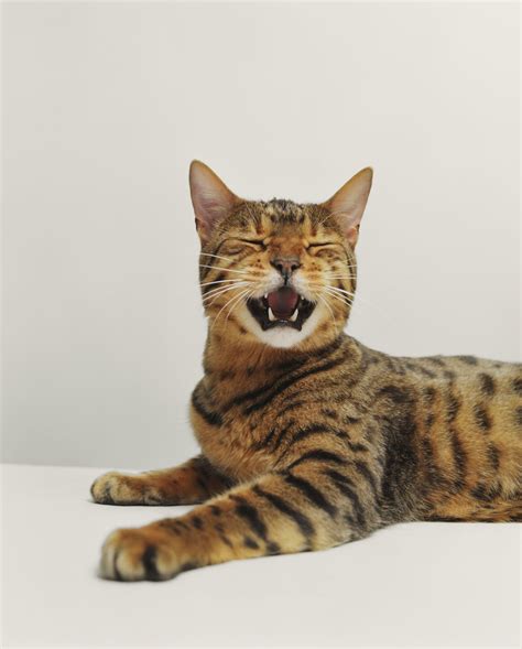 Bengal Cat: Breed Profile, Characteristics & Care