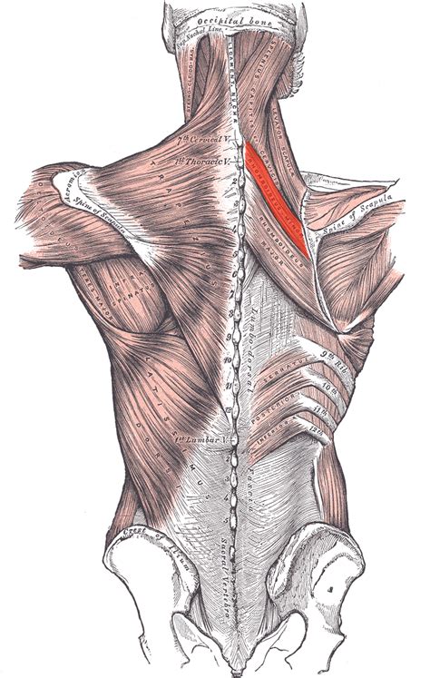 Rhomboid minor muscle - Wikipedia