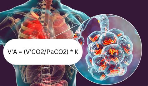 Alveolar Ventilation - How Your Lungs Exchange Oxygen and Carbon Dioxide