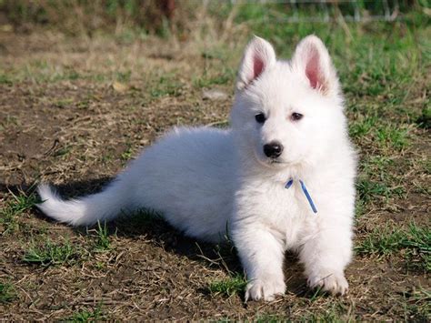 White Swiss Shepherd Dog Puppies For Sale | Euro Puppy | White swiss ...