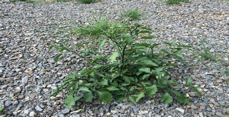 Blackberry Nightshade (Solanum nigrum) | WeedForce