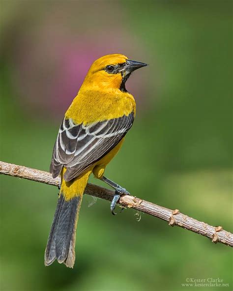 Yellow Oriole - Stabroek News