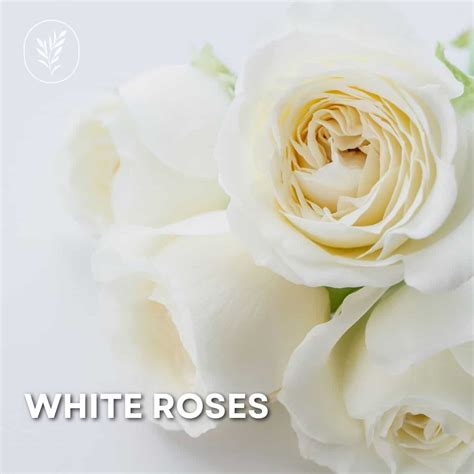 10 white roses to grow 🌹🍃 Best varieties to add elegance to your garden