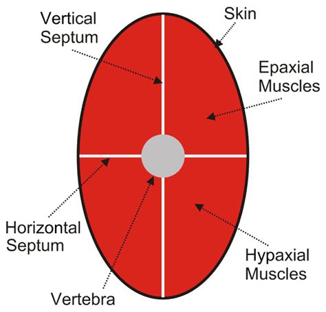 Epaxial and hypaxial muscles - Wikiwand