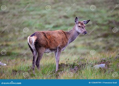 Scottish Red Deer in Scotland Stock Image - Image of scoticus, grasses ...