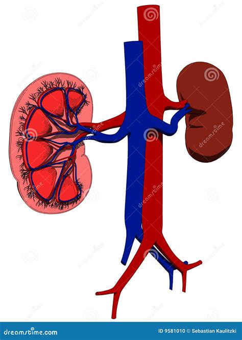 Anatomie De Rein Photo stock - Image: 9581010