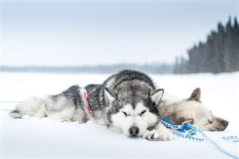 Siberian Husky Snow Wallpaper