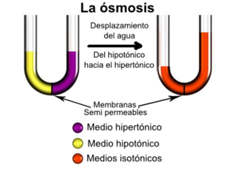 ¿qué Es La Osmosis