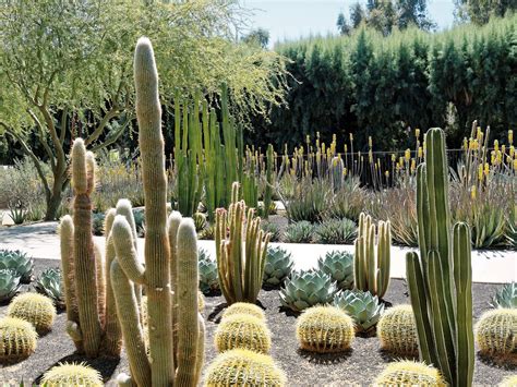 Cacti 101: Getting Started With Cactus Plants in SoCal | INSTALL-IT-DIRECT