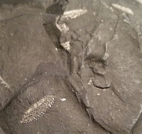 Graptolite - Graptolites - The Fossil Forum