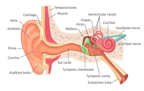 Allergies and the Ear