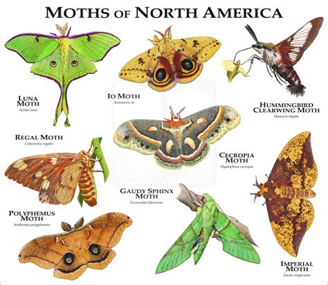 Moths of North America Poster Print - inkart