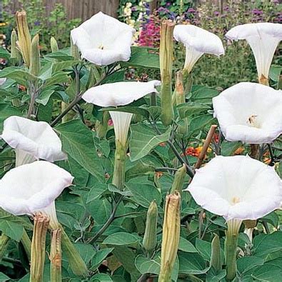 Evening Fragrance Angel's trumpet seeds - Garden Seeds - Annual Flower ...