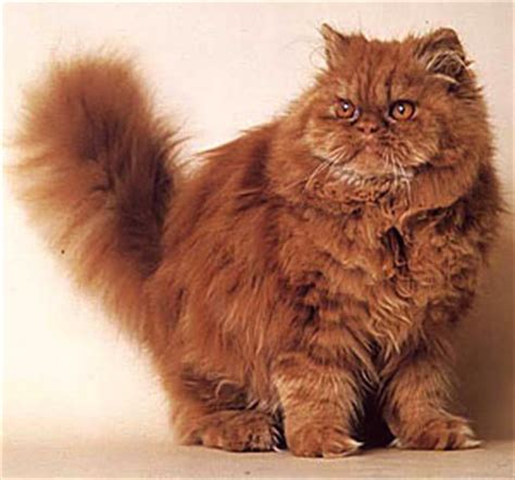 The Gentle Persian Cat. All About Persian Cat Breed. | Cat Breeds And ...