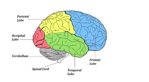 Brain Diagram Lobes