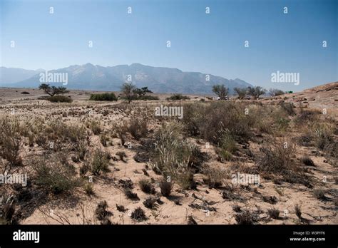 Namib desert bloom hi-res stock photography and images - Alamy