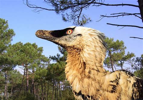 Image - Velociraptor, with feathers.jpg - Dinopedia - the free dinosaur ...