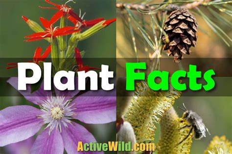 Plants Facts For Kids / Students With FREE Printable Plants Worksheet