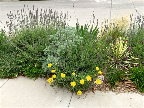 Drought Tolerant Plants Texas - Plant Ideas