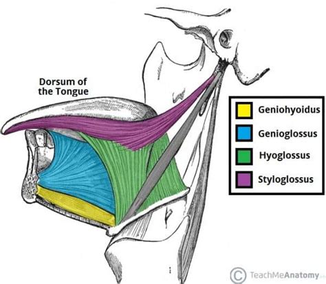 The Tongue - Muscles - Innervation - Vasculature - TeachMeAnatomy