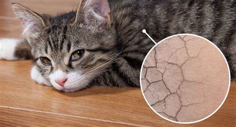 Cat Skin Diseases | Best Tips to Deal with Cat Skin Problems