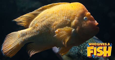 Midas Cichlid - Who Gives A Fish