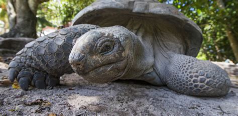 Oakland Zoo | Aldabra Tortoise