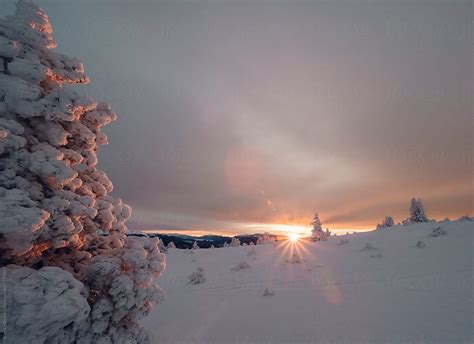 "Snowy Landscape Into The Forest At Burning Sunrise" by Stocksy ...