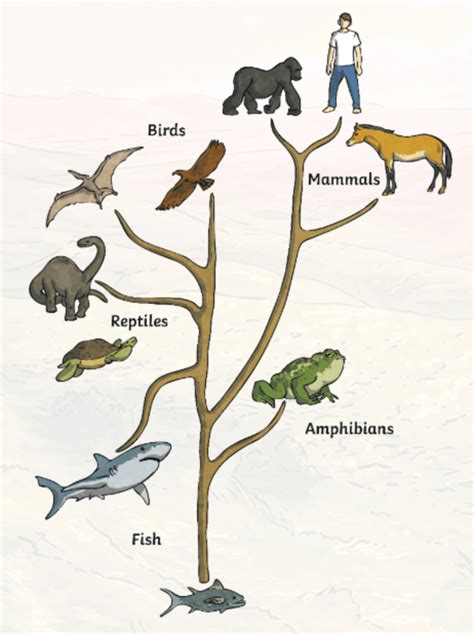 Human Evolution Timeline For Kids