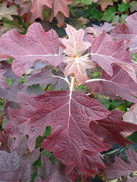 Oakleaf Hydrangea: How to Grow & Care for Hydrangea Quercifolia ...