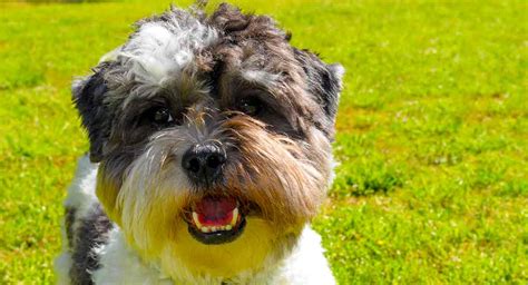 Maltipoo - Meet The Adorable Maltese Poodle Mixed Breed