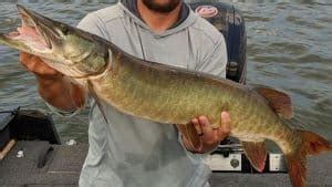 What Is A Muskie – The Complete Breakdown of this HUGE Fish