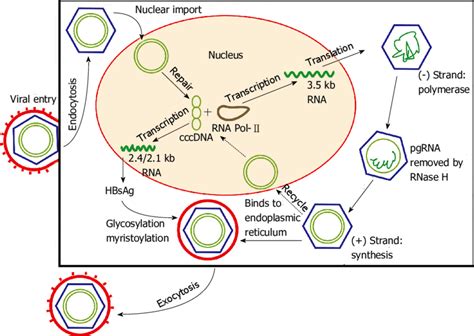 Hepatitis B: replication, transmission, pathogenesis, disease ...