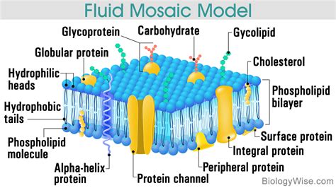 Difference Between Peripheral and Integral Membrane Proteins - Biology Wise