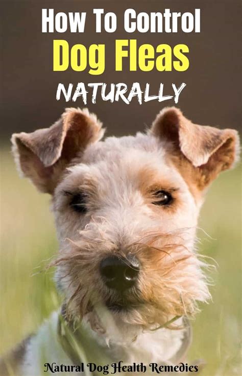 Natural Flea Control | How to Get Rid of Dog Fleas Naturally