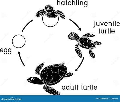 Turtle Life Cycle Diagram